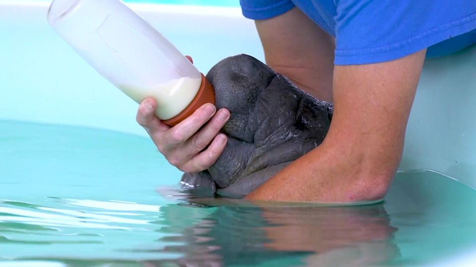 40,000 Rescues Since 1965 – SeaWorld Rescue